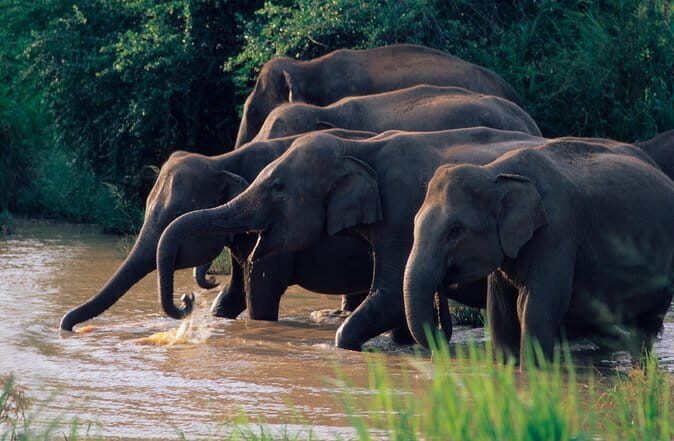 Wasgamuwa National Park Safari from Kandy - Key Points