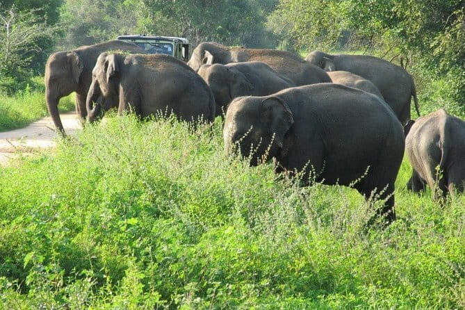 Wasgamuwa National Park Safari from Kandy - Why Choose This Safari? Highlights and Benefits