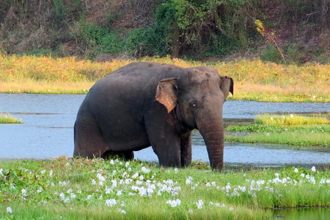 Wasgamuwa National Park Safari from Kandy - The Sum Up: Is it Worth It?