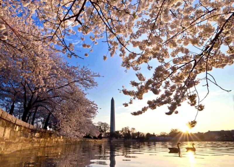 Washington: Cherry Blossom Tour - Key Points