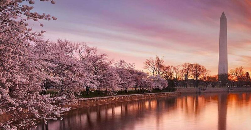 Washington: Cherry Blossom Tour - An In-Depth Look at the Tour Experience