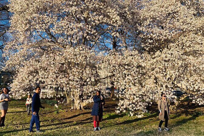 Washington D.C. Cherry Blossom,Baltimore 3-Day Tour from Boston - The True Value of This Tour