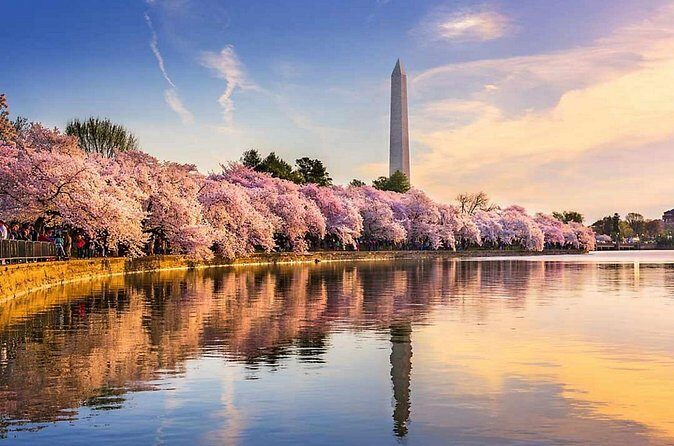 Washington D.C. Cherry Blossom,Baltimore 3-Day Tour from Boston - Who This Tour Is Best For