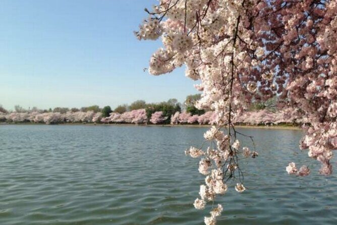 Washington D.C. Cherry Blossom,Baltimore 3-Day Tour from Boston - Final Thoughts