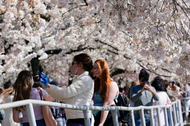 Washington DC: Cherry Blossom Walking Tour - An In-Depth Look at the Cherry Blossom Walking Tour