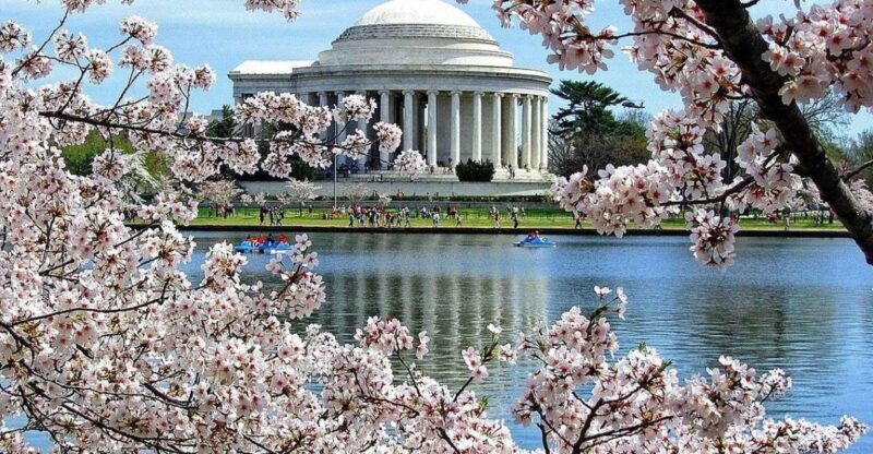 Washington DC: Cherry Blossom Walking Tour - Authentic Perspectives from Past Participants