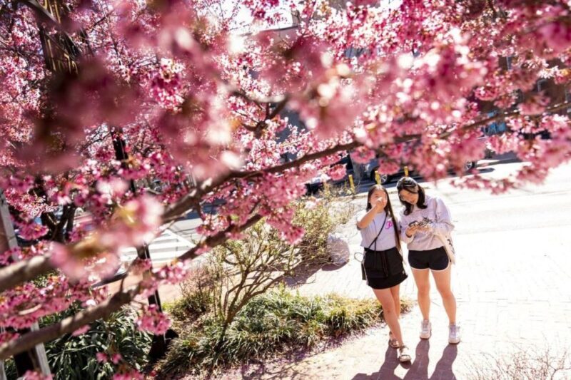 Washington DC: Cherry Blossom Walking Tour - Practicalities and Tips