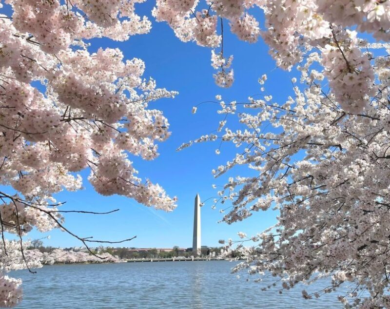 Washington DC: City Sightseeing Private Limousine Tour - Who Is This Tour Best For?
