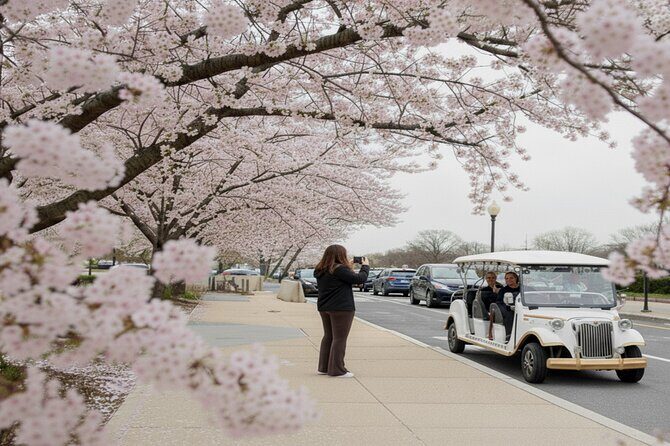 Washington DC Monument's Cherry Blossom Guided E-Cart Tour - Key Points