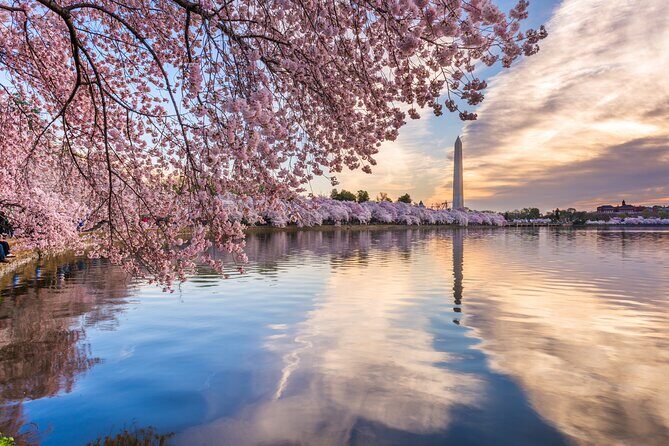 Washington DC Monument's Cherry Blossom Guided E-Cart Tour - The Experience in Detail