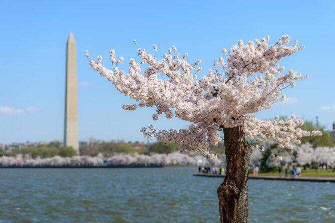 Washington DC Monument's Cherry Blossom Guided E-Cart Tour - FAQs