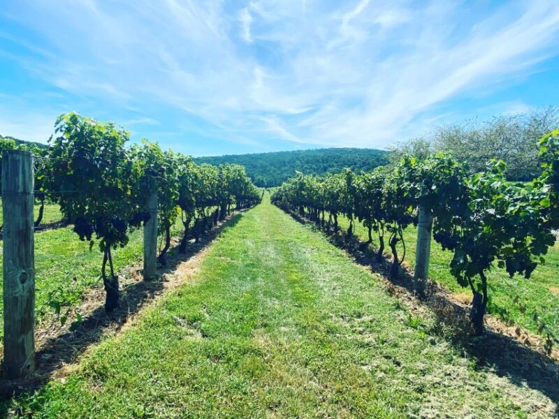 Washington, DC: Virginia Wine Region Experience Tour - Key Points