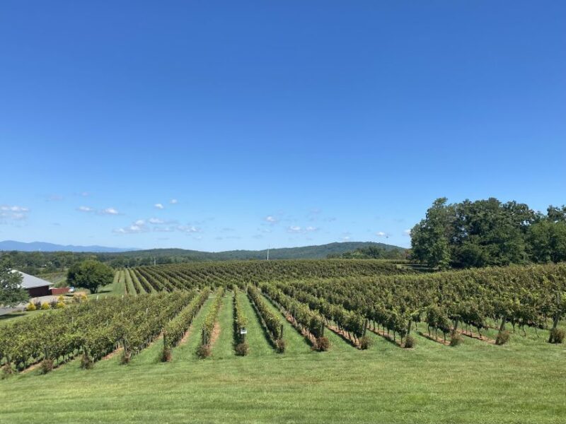 Washington, DC: Virginia Wine Region Experience Tour - What Do Reviewers Say?