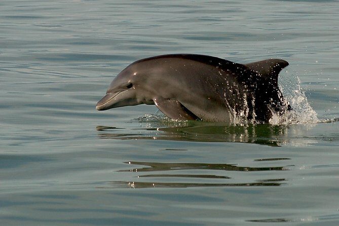 Watch and Swim with Dolphins in the Wild - Who Should Book This Tour?