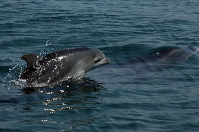 Watch and Swim with Dolphins in the Wild - The Sum Up