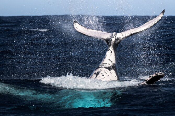 Watch and Swim with Humpback Whales in Moorea - A Closer Look at the Experience