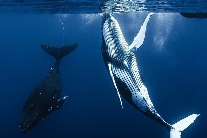 Watch and Swim with Humpback Whales in Moorea - The Sum Up