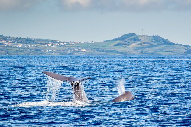 Watching whales and dolphins on Terceira Island - The Value of this Tour