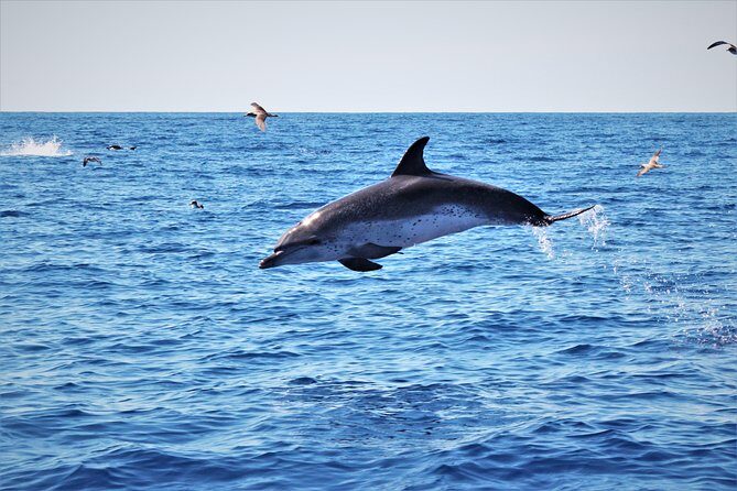 Watching whales and dolphins on Terceira Island - Who Should Book This Tour?