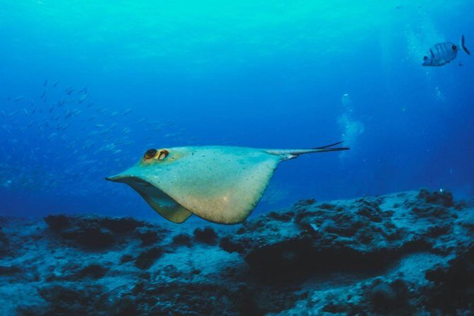 Water Taxi Lobos Island - Practical Details and Tips