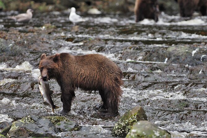Waterfall Creek Brown Bear Viewing Juneau - Waterfall Creek Brown Bear Viewing Juneau