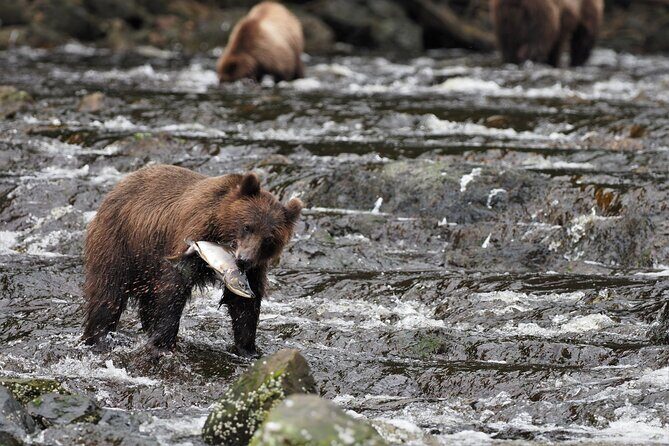 Waterfall Creek Brown Bear Viewing Juneau - Transportation and Duration