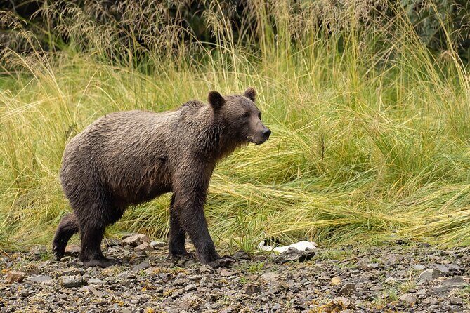 Waterfall Creek Brown Bear Viewing Juneau - FAQs