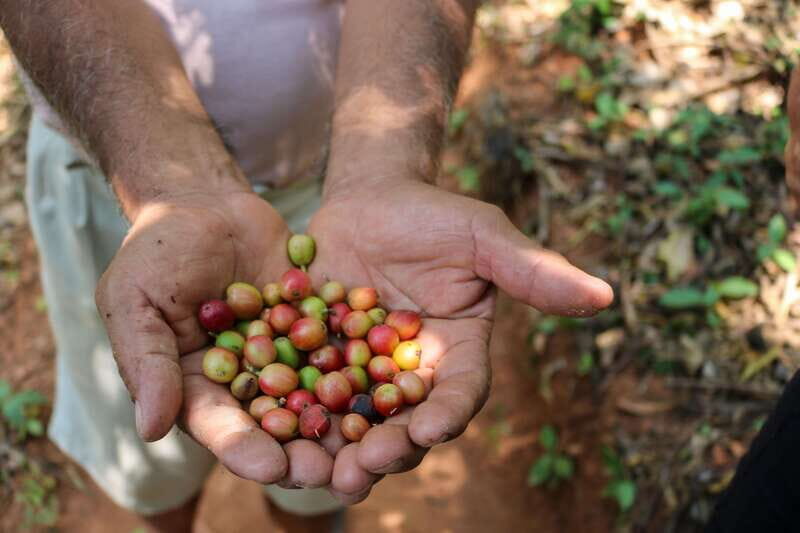 Waterfalls, Coffee and Adventure Tour, Huatulco - Exploring the Local Flavors: Coffee and Fruits