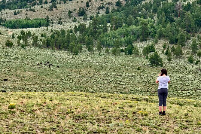 Waterpocket Fold and Henry Mountains Bison Offroad Safari - Discovering Utah’s Hidden Gems: The Waterpocket Fold and Henry Mountains Safari