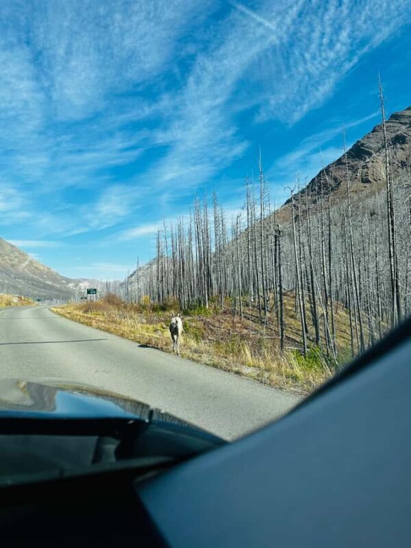Waterton National Park Adventure Day Tour from Calgary - FAQ