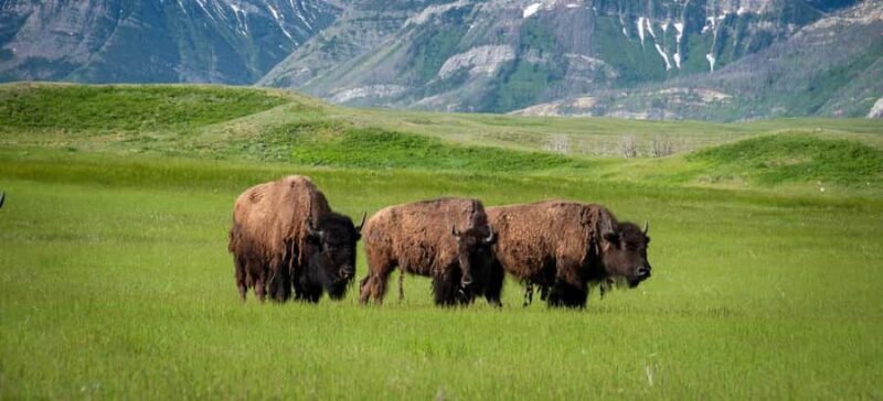 Waterton National Park and Bison Safari Tour with Picnic - Key Points