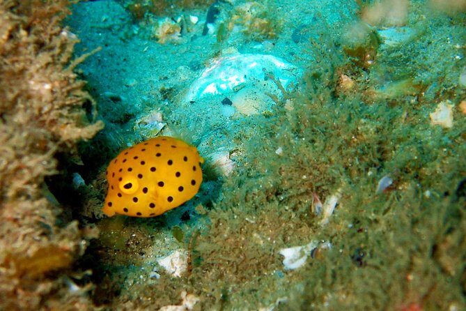 Wave Break Island Scuba Diving on the Gold Coast - FAQ