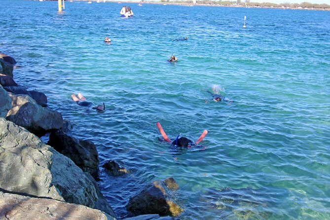Wave Break Island Snorkel Tour on the Gold Coast - Authentic Experiences and Honest Feedback