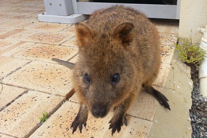 Wave Rock, Pinnacles and Rottnest One Day Aeroplane Tour - What Travelers Say
