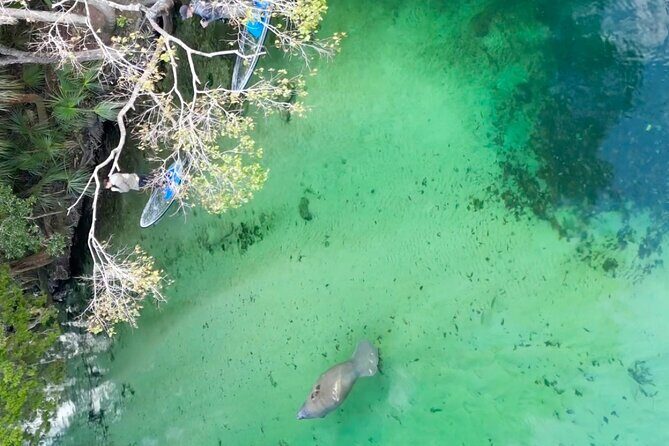 Weeki Wachee Clear Paddle Board Ecotours - The Experience: A Deep Dive into the Tour Itself