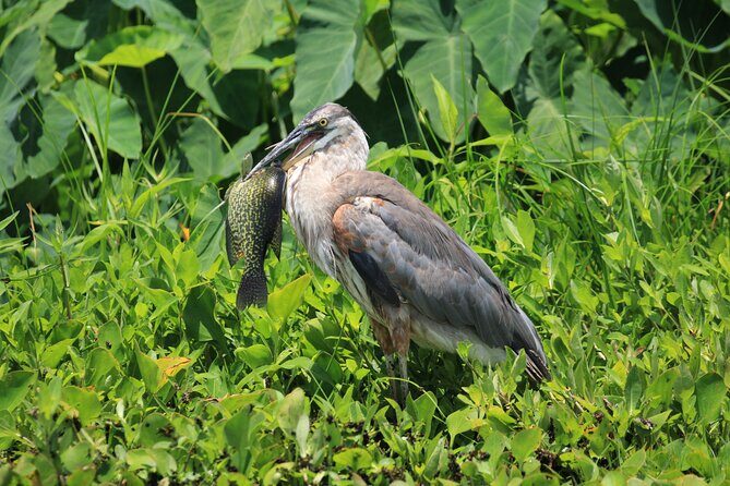 Wekiva Wildlife Kayaking Adventure Tour - Why This Tour Offers Great Value