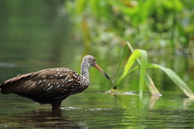 Wekiva Wildlife Kayaking Adventure Tour - FAQs