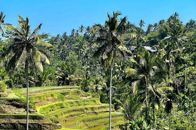 Welcome Pickups Bali Transfer - The Sum Up