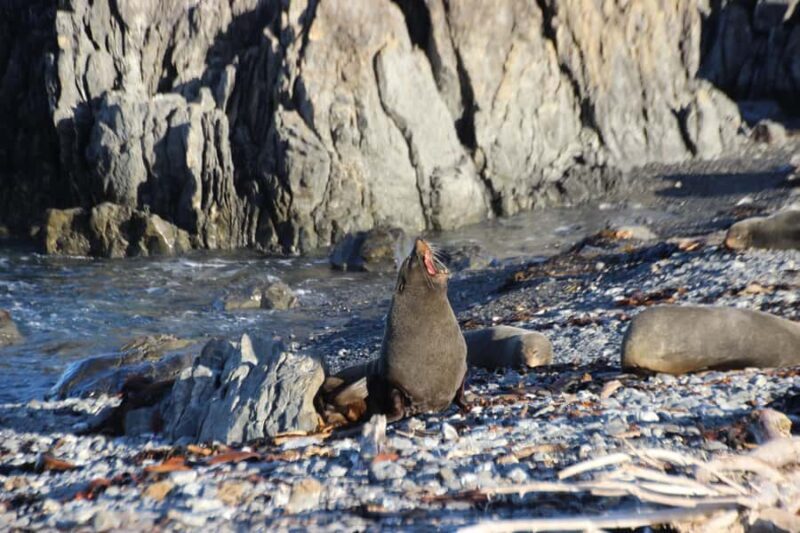 Wellington: Half Day Seal Coast Safari - What’s Included and How It All Fits Together