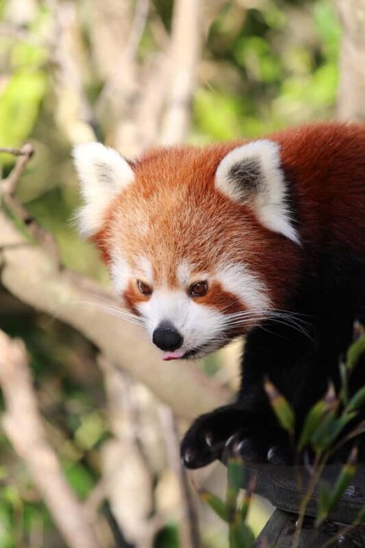 Wellington Zoo General Entry Tickets - Key Points