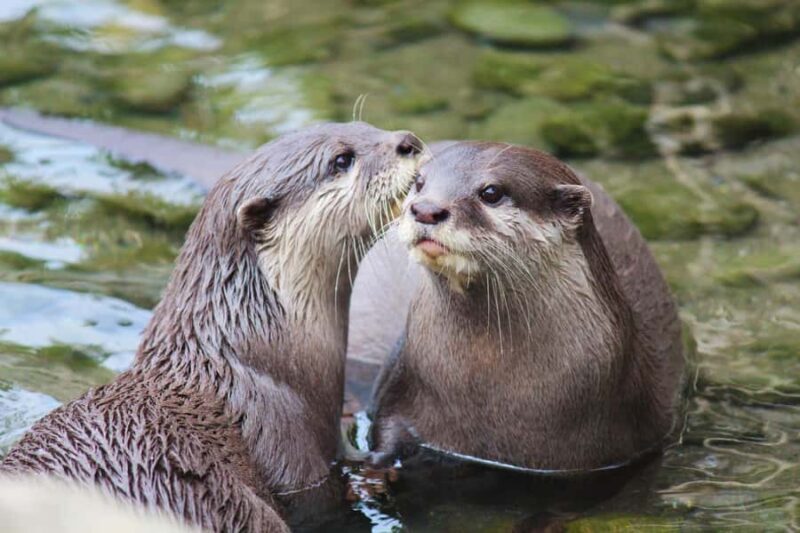 Wellington Zoo General Entry Tickets - In The Sum Up