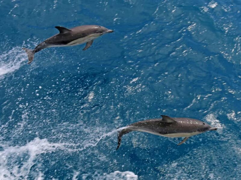 Welshpool: Wilsons Promontory Nature and Wildlife Day Cruise - Who Is This Tour Best For?