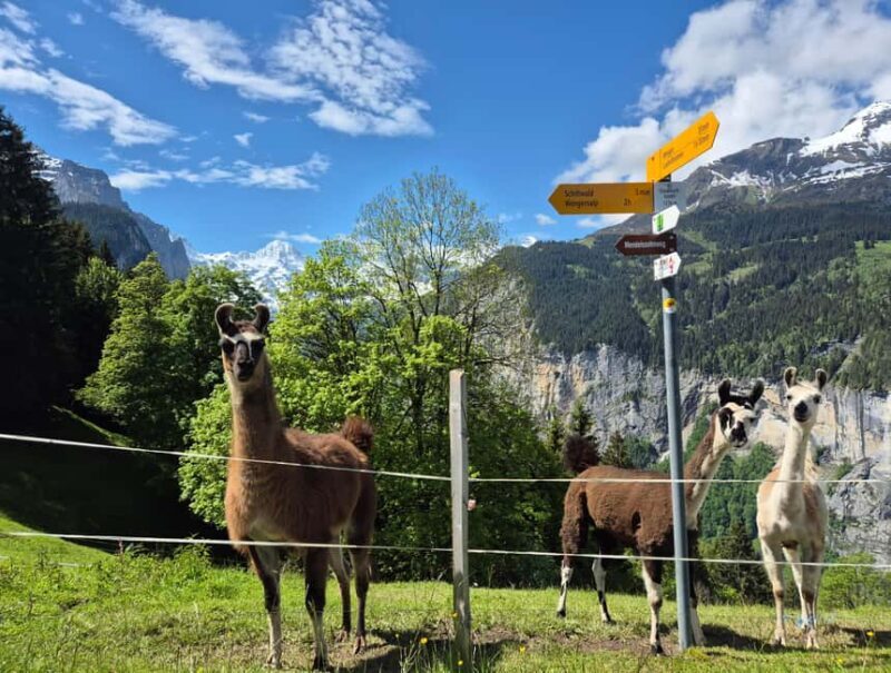 Wengen: Family-Friendly Countryside Farm Tour in Swiss Alps - Key Points