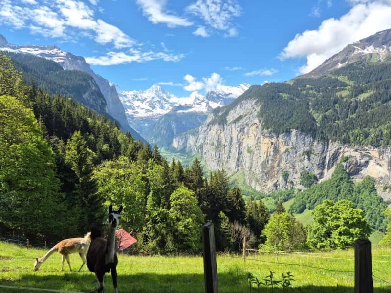 Wengen: Family-Friendly Countryside Farm Tour in Swiss Alps - Optional Cheese & Chocolate Tasting