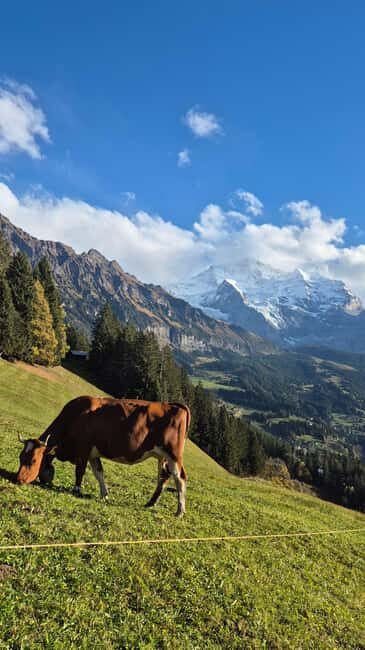 Wengen: Family-Friendly Countryside Farm Tour in Swiss Alps - What Reviewers Say