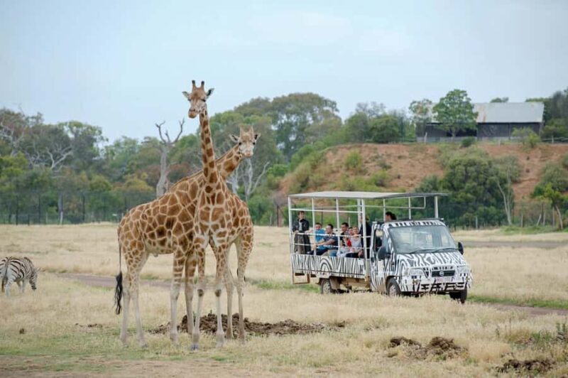 Werribee Open Range Zoo: Entry Ticket - A Closer Look at the Experience
