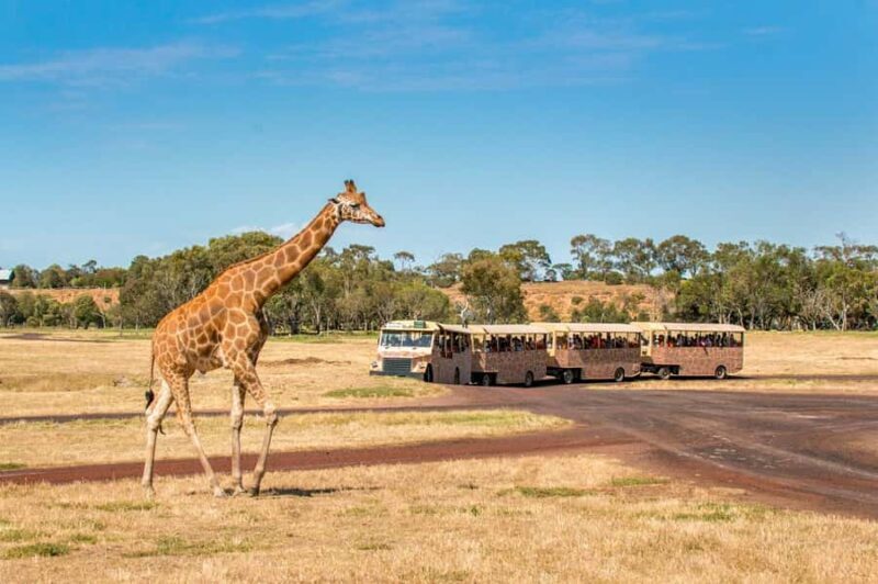 Werribee Open Range Zoo: Entry Ticket - FAQs