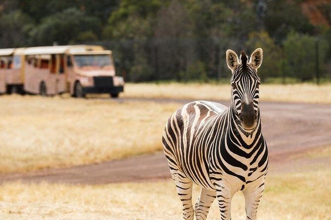 Werribee Open Range Zoo General Admission Ticket - The Itinerary in Detail: What to Expect