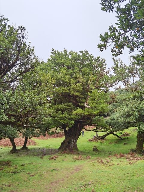 West: 4x4 Tour | Seixal Beach | Porto Moniz Natural Pools | - An In-Depth Look at the Madeira 4x4 Adventure