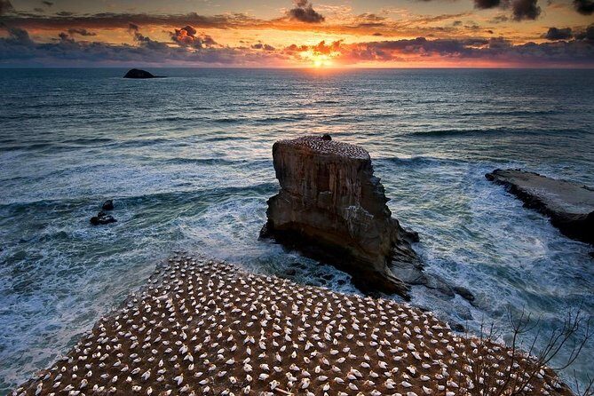 West Coast Discovery - Piha Beach or Muriwai Beach from Auckland - The Guide and the Experience